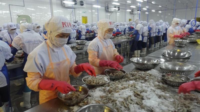 Hình ảnh minh họa mức giá tham khảo của tôm tích tươi sống loại 1 trên thị trường hiện nay